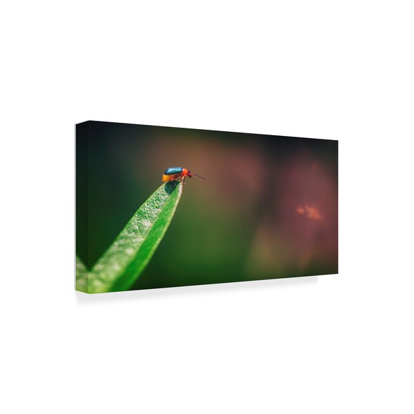 Pixie Pics 'Red And Green Bug' Canvas Art,24x47